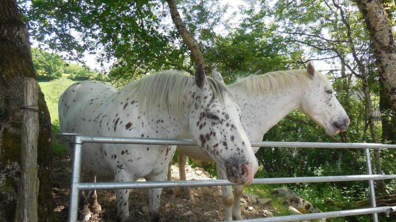 Holiday home Appaloosa *